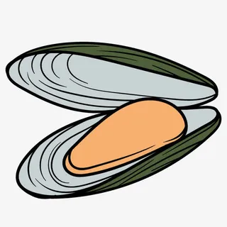 手绘青口贝免抠