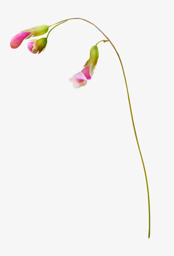 花枝png图片免抠