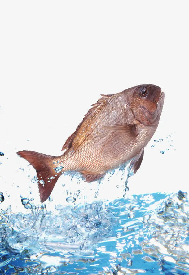 跃出水面的鲷鱼免抠