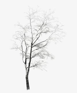 冬天白雪覆盖的树枝免抠动植物植物元素