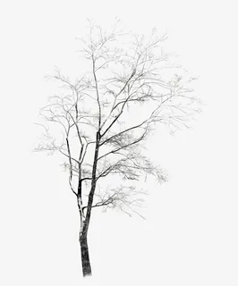 冬天白雪覆盖的树枝免抠动植物植物元素