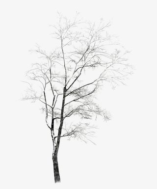 冬天白雪覆盖的树枝免抠动植物植物元素