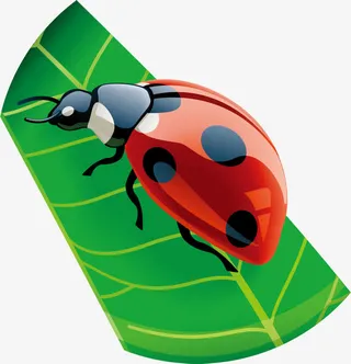 七星瓢虫png矢量素材免抠