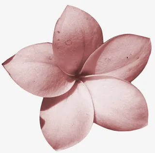 鲜花素材抽象花朵免抠