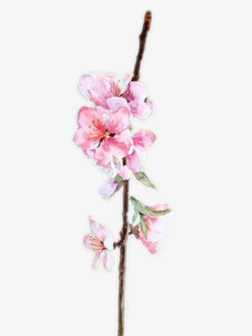 水彩手绘桃花免抠