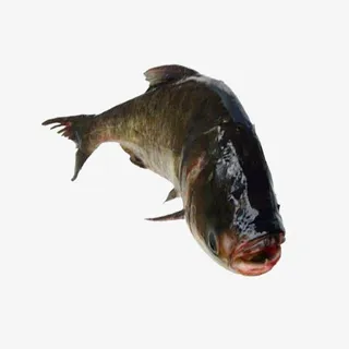 产品实物鲜美花鲢鱼免抠