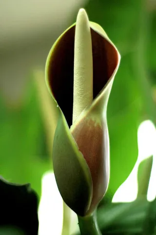 绿色花朵马蹄莲素材免抠