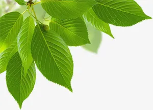 绿色节日树叶清新装饰免抠