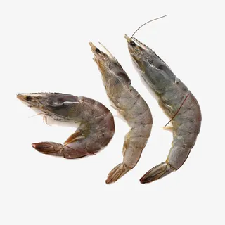 加拿大牡丹虾免抠