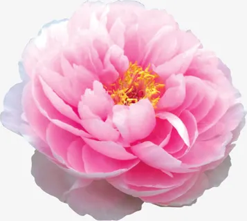 粉色鲜花花朵植物装饰免抠