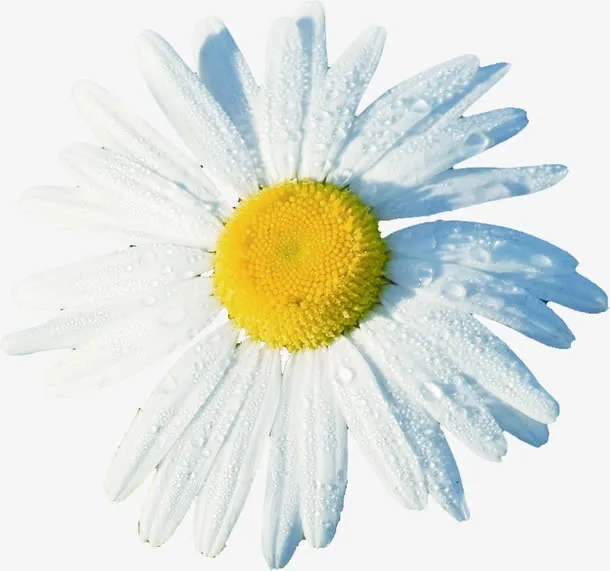 白色鲜花美景绽放免抠