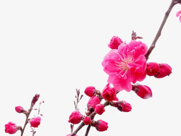 春天里的桃花免抠