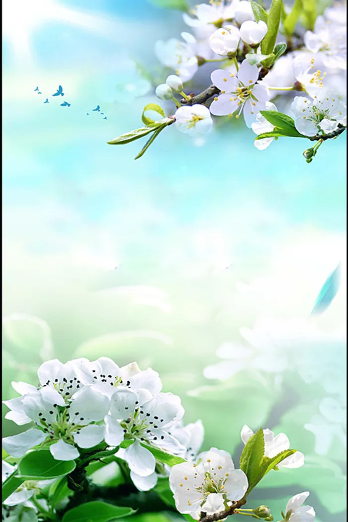 春季玉兰花背景素材高清