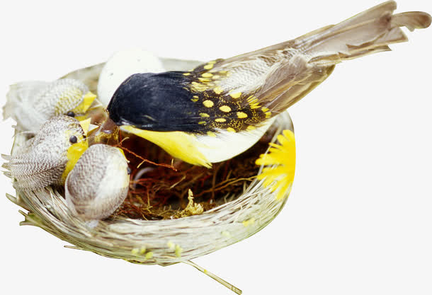 春天鸟巢母爱禽类免抠装饰动物元素