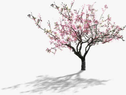 高清摄影开放的桃花免抠