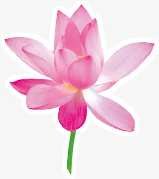 国画中的荷花免抠