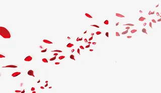 花瓣漂浮免抠