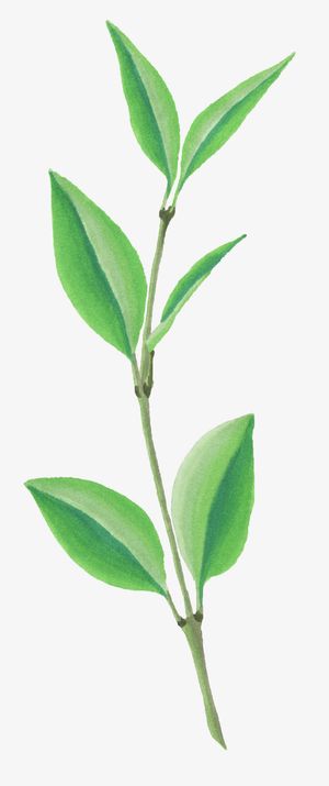 水彩手绘植物花卉树枝免抠