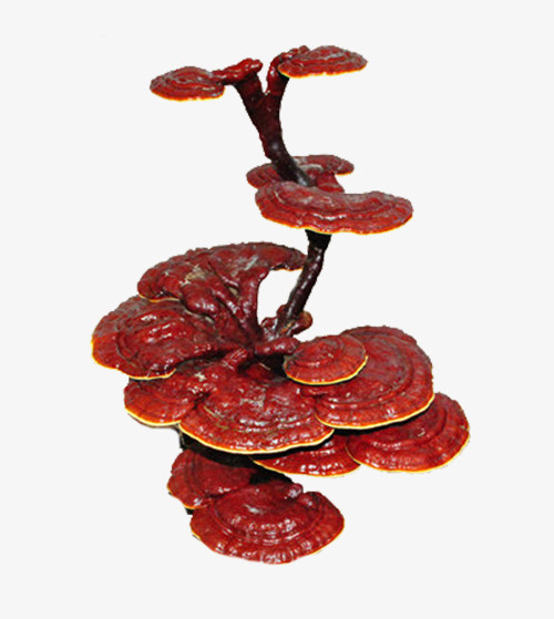 红色灵芝草免抠