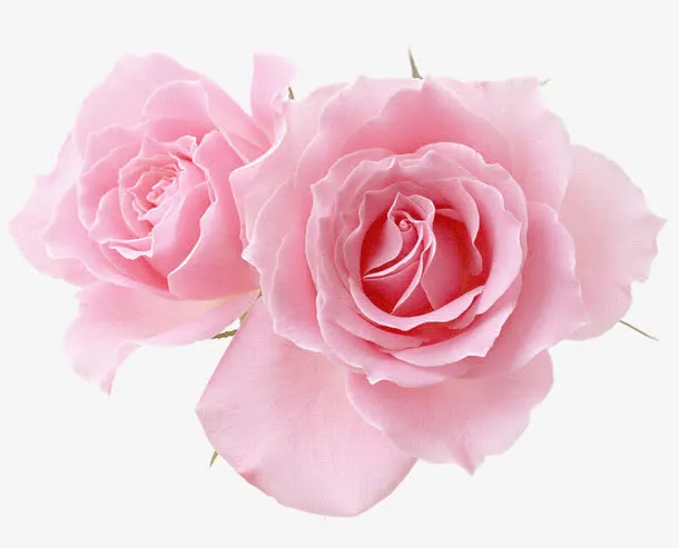 两个粉红玫瑰花朵免抠