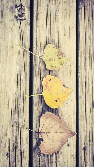 秋天黄色落叶小清新滤镜摄影H5背景高清