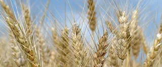 唯美的稻田景色高清图片高清