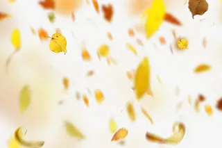 秋天油画感落叶素材免抠