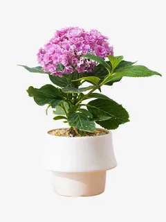 月光杯白色陶瓷盆绣球花盆栽免抠