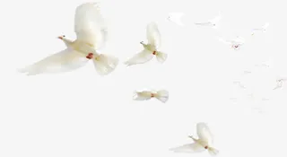 和平鸽png元素免抠