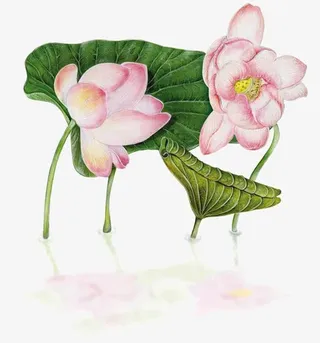 手绘中国风荷花免抠