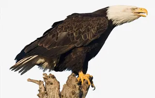 老鹰站在树枝上免抠