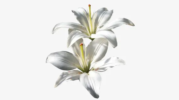 盛开的百合花免抠