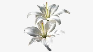 盛开的百合花免抠