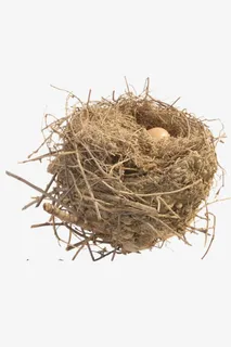 鸟巢和鸟蛋免抠