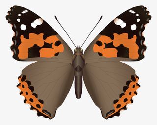 昆虫彩色蝴蝶PNG免抠