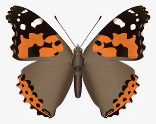 昆虫彩色蝴蝶PNG免抠