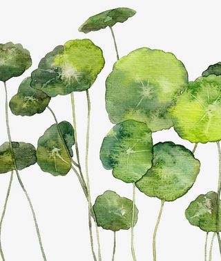 手绘彩绘圆叶免抠