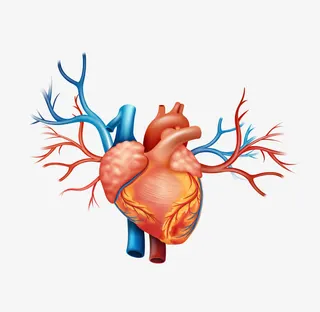 逼真的心脏免抠