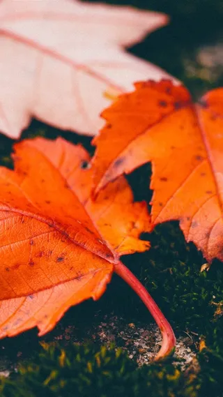 背景H5枫叶秋天高清