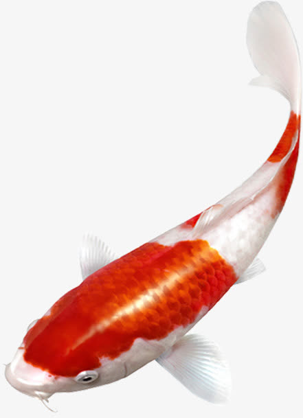 春节节日金鱼手绘造型免抠