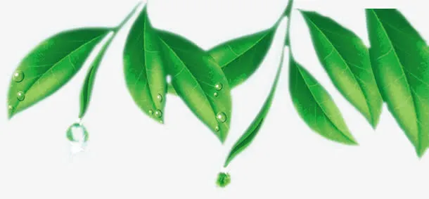 树叶免抠