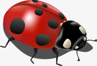 矢量手绘七星瓢虫免抠