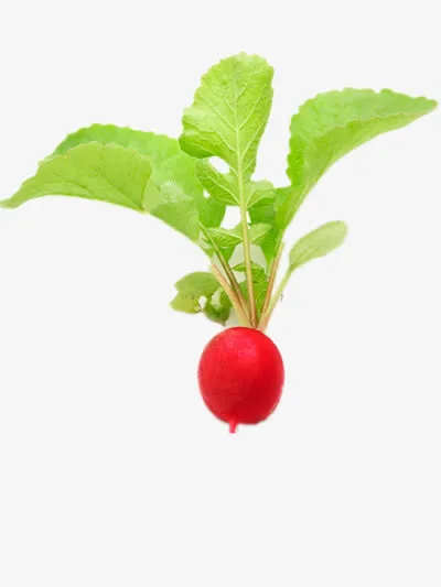 小红萝卜免抠