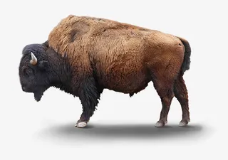 中国高原野牛免抠