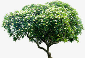 春天风景大树自然免抠