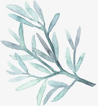 淡青色水彩树枝免抠