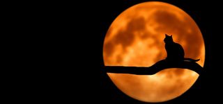 黑夜里的猫高清