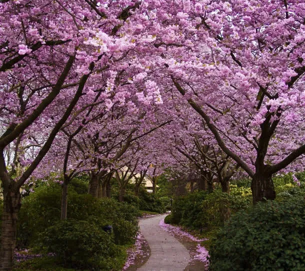 粉色桃花绿草悠长小路海报背景