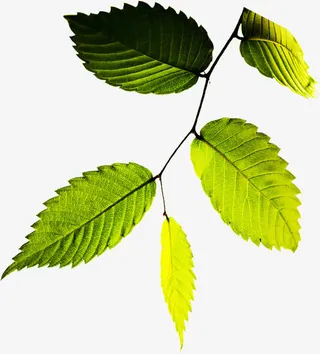 春天树叶美景树影免抠