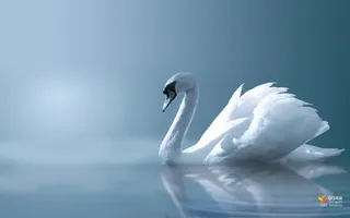 白鹤傲娇大屏背景